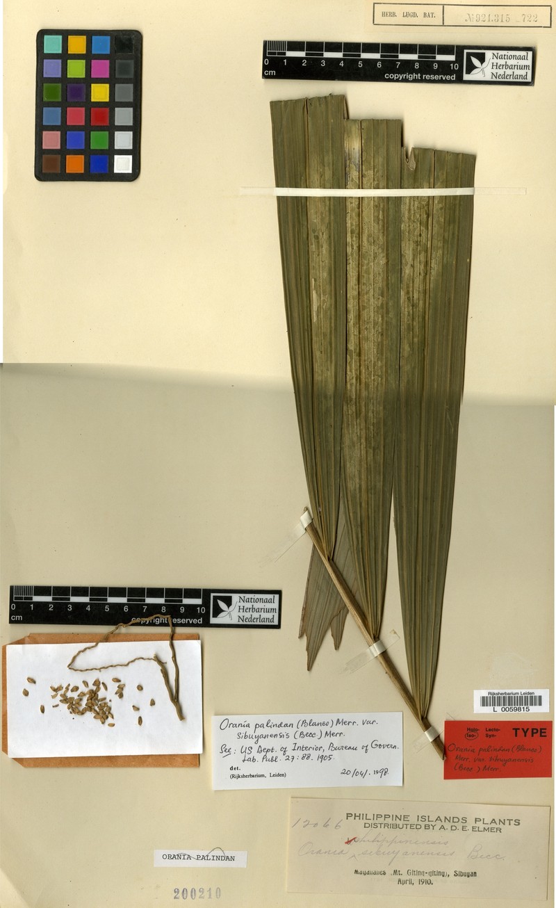 Orania sibuyanensis photo 2