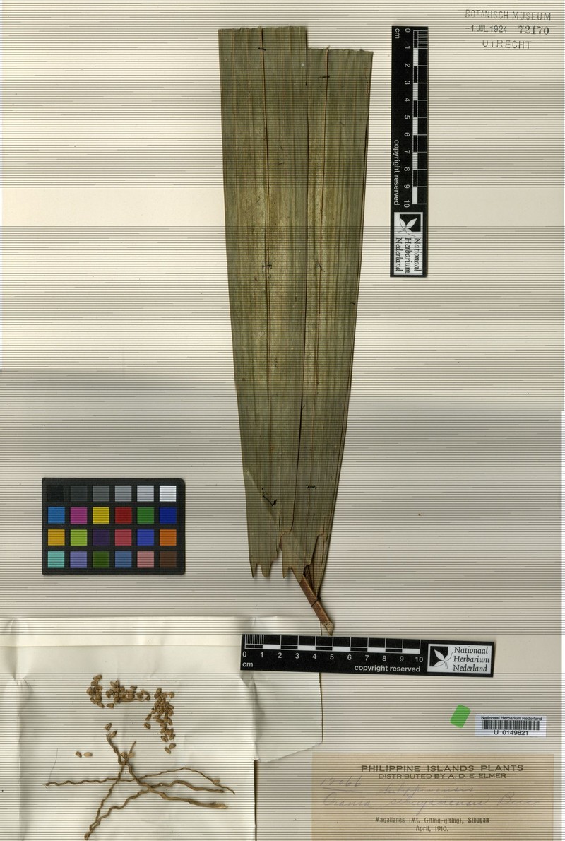 Orania sibuyanensis photo 3