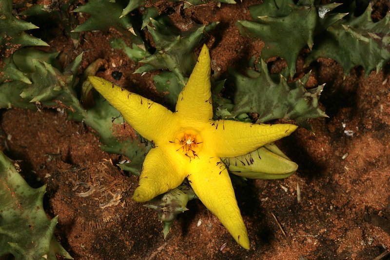 Orbea lutea