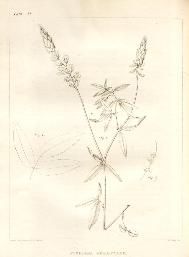 Sampson's Snakeroot photo 4