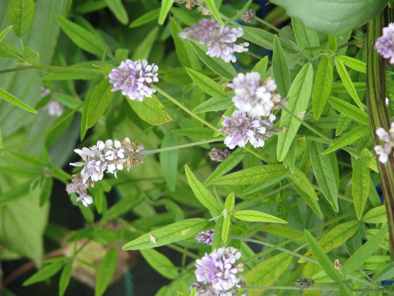 Sampson's Snakeroot photo 5