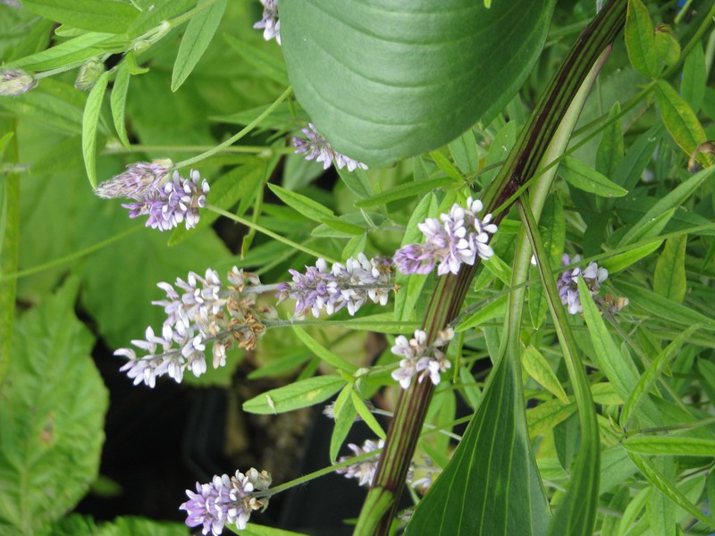 Sampson's Snakeroot photo 6