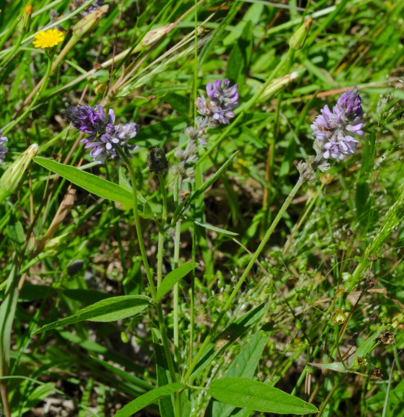 Sampson's Snakeroot photo 7