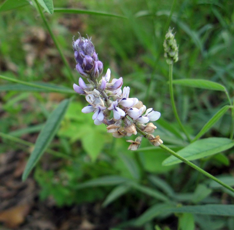 Sampson's Snakeroot photo 2