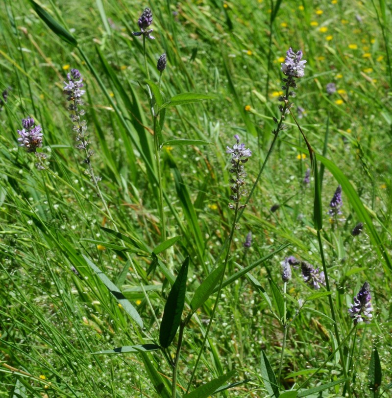 Sampson's Snakeroot photo 3
