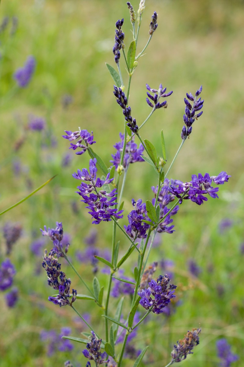 Singlestem Leather-Root
