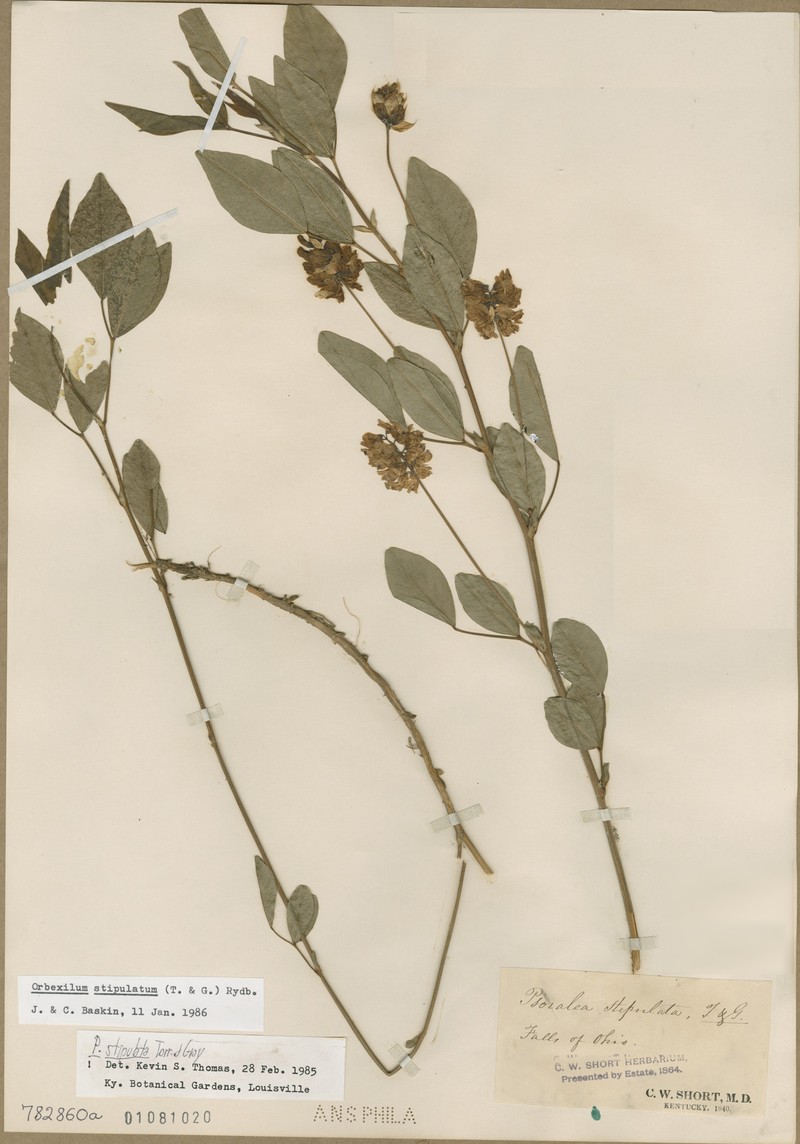 Largestipule Leather-Root