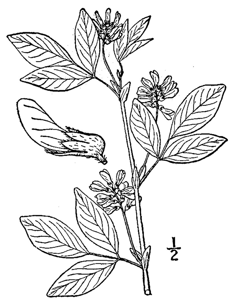 Largestipule Leather-Root photo 2