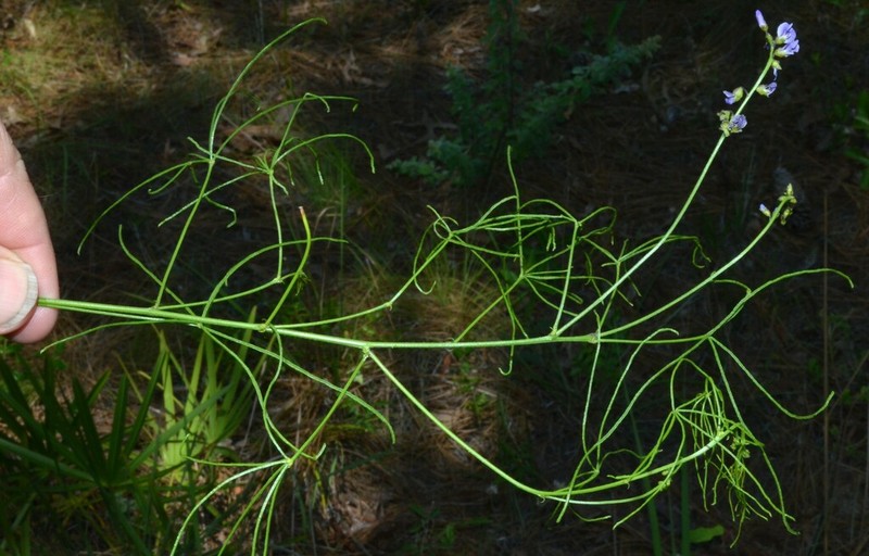 Orbexilum lupinellus photo 2