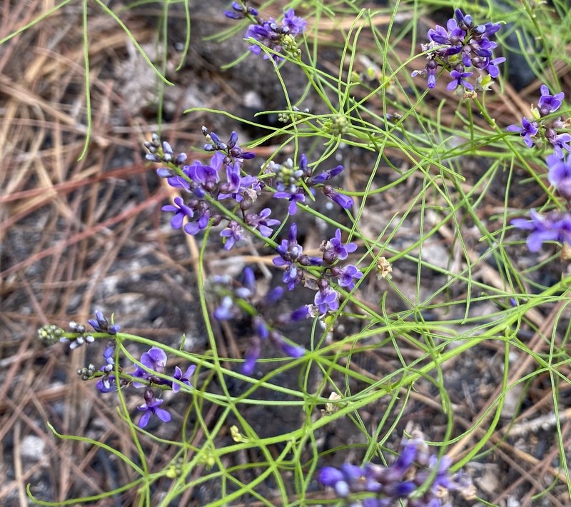 Orbexilum lupinellus photo 4