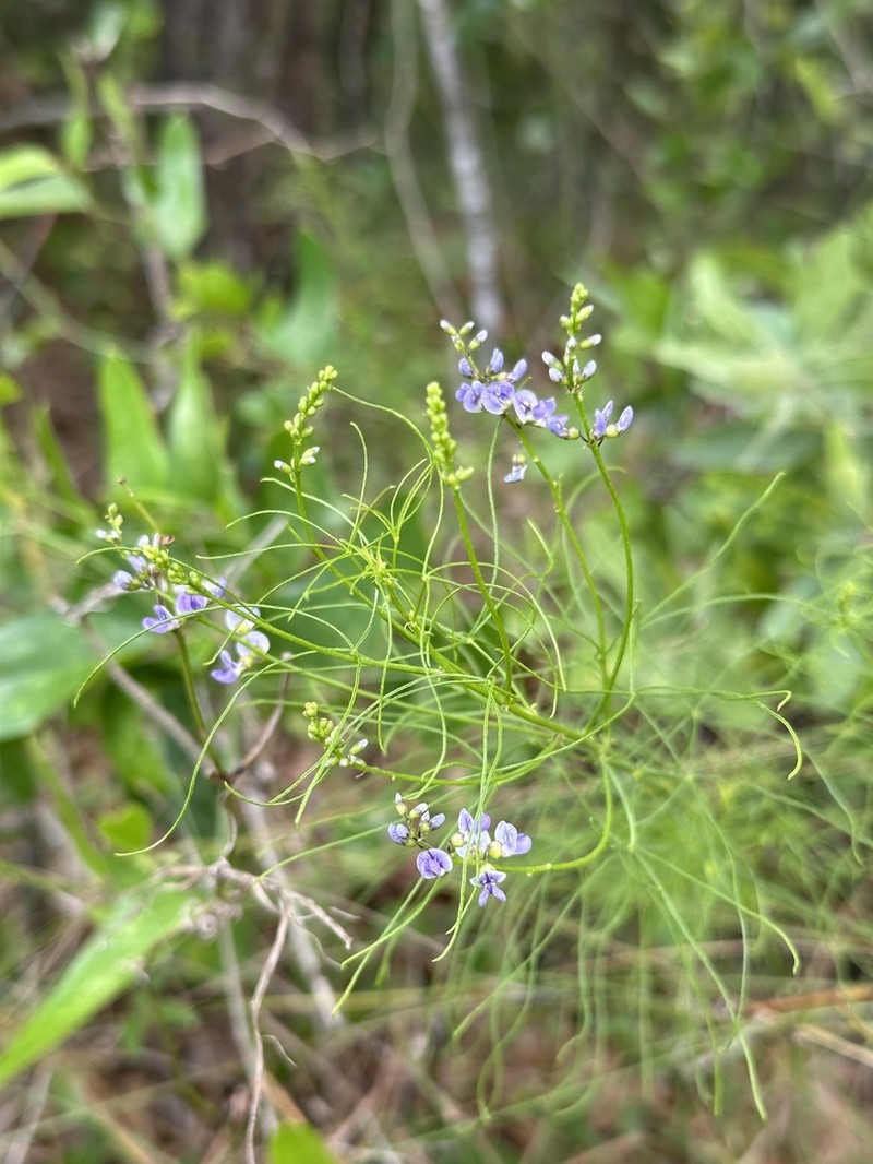 Orbexilum lupinellus photo 5