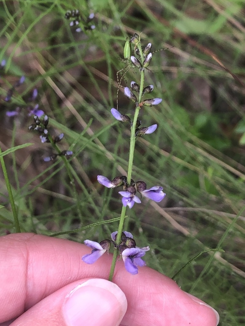 Orbexilum lupinellus photo 6