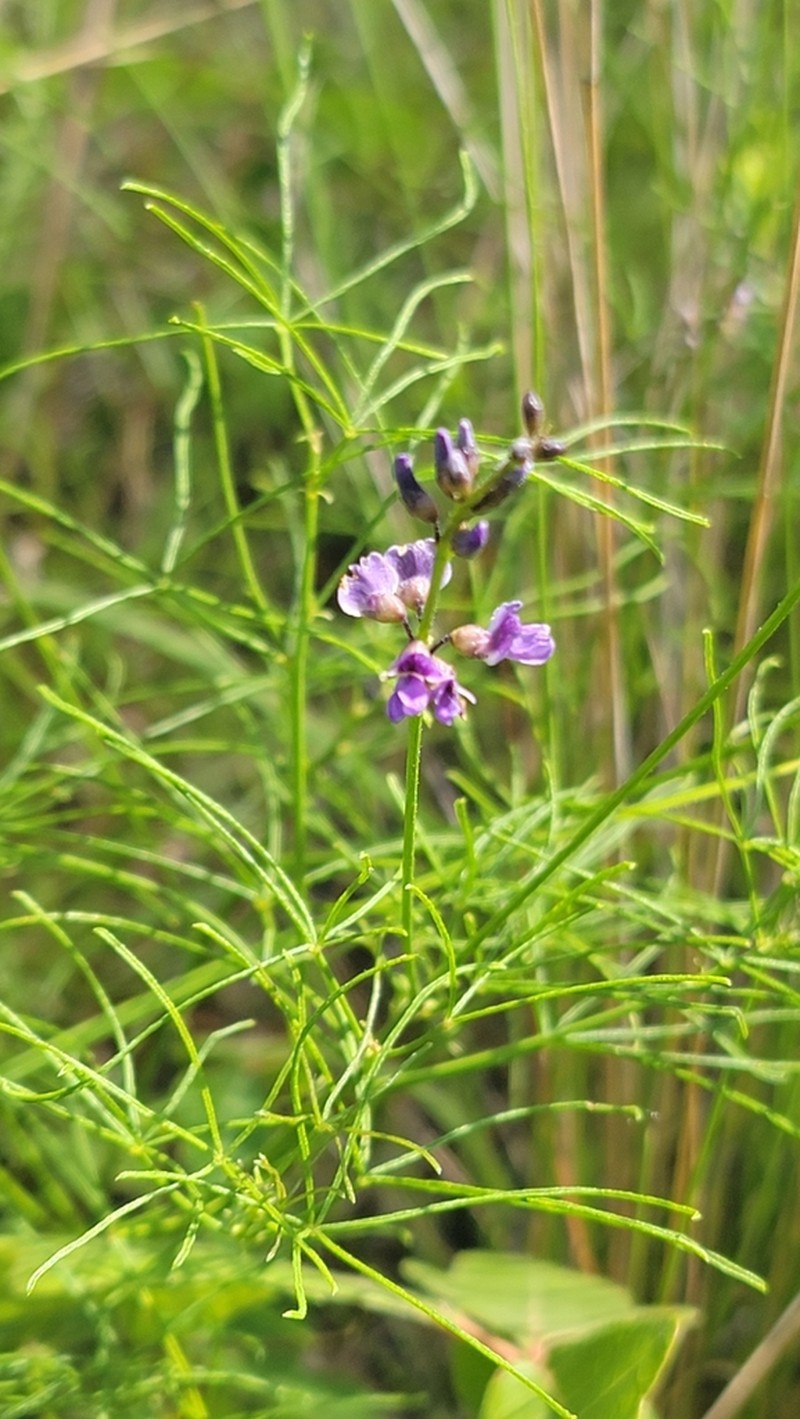 Orbexilum lupinellus photo 7