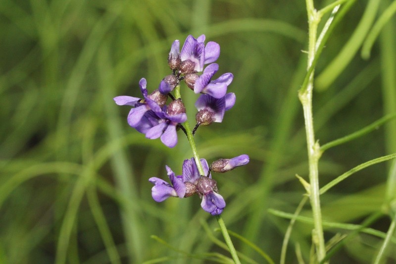 Orbexilum lupinellus photo 8