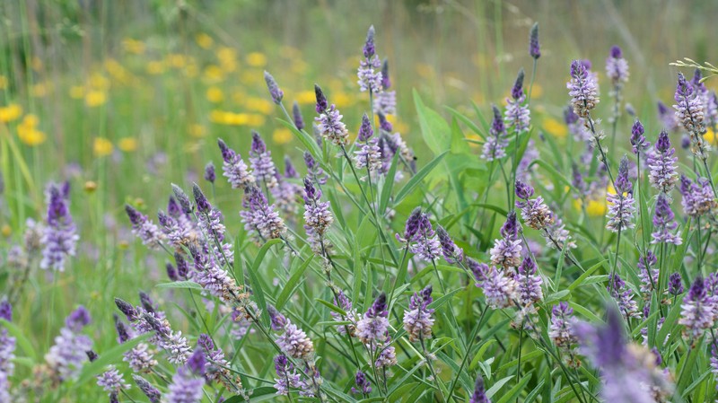 Sampson's Snakeroot
