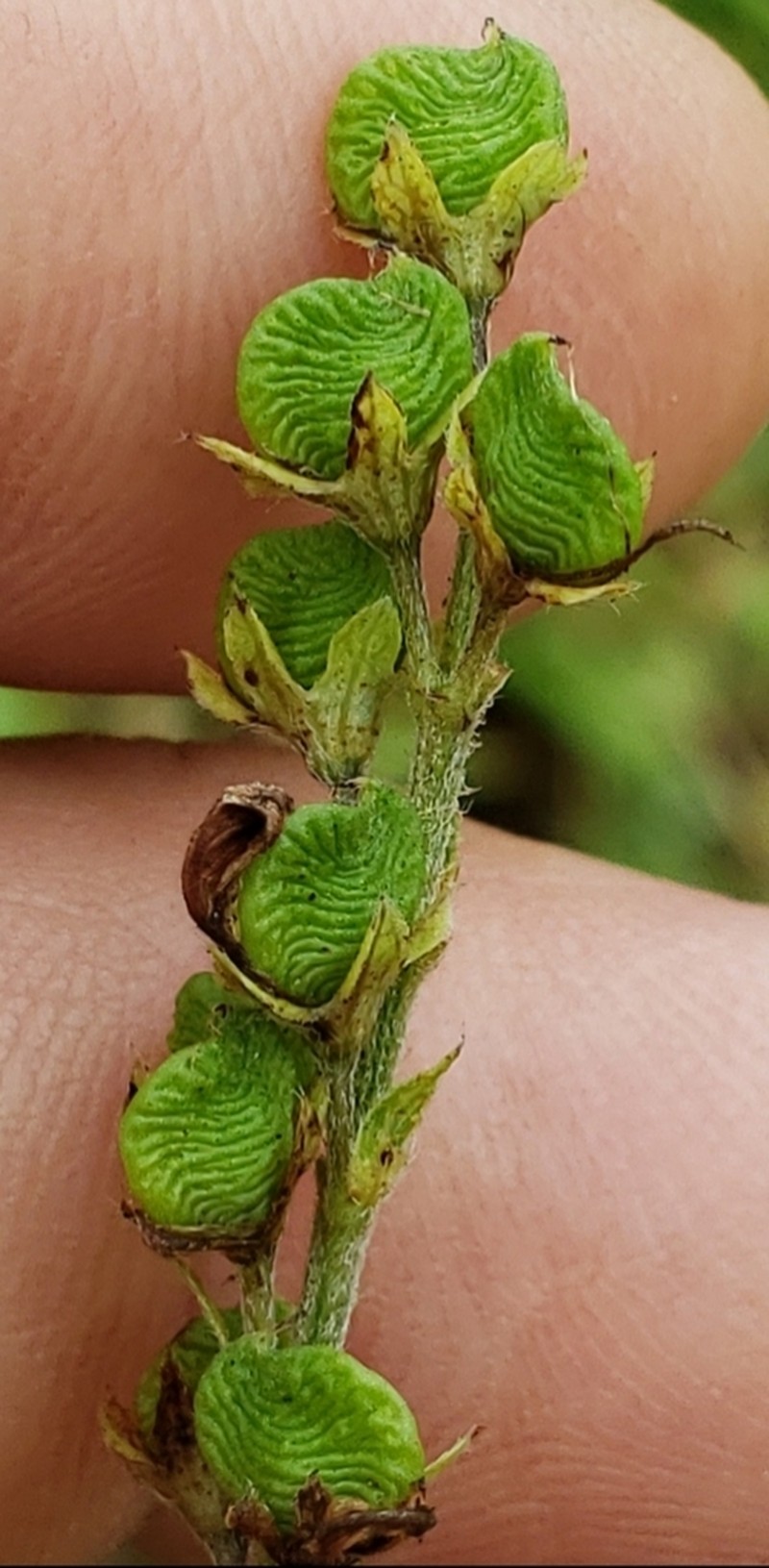 Sampson's Snakeroot photo 3