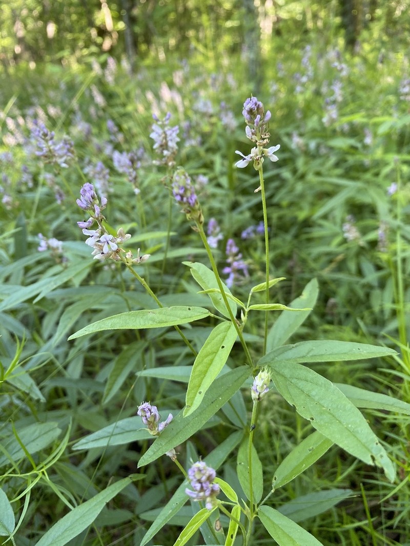 Sampson's Snakeroot photo 4