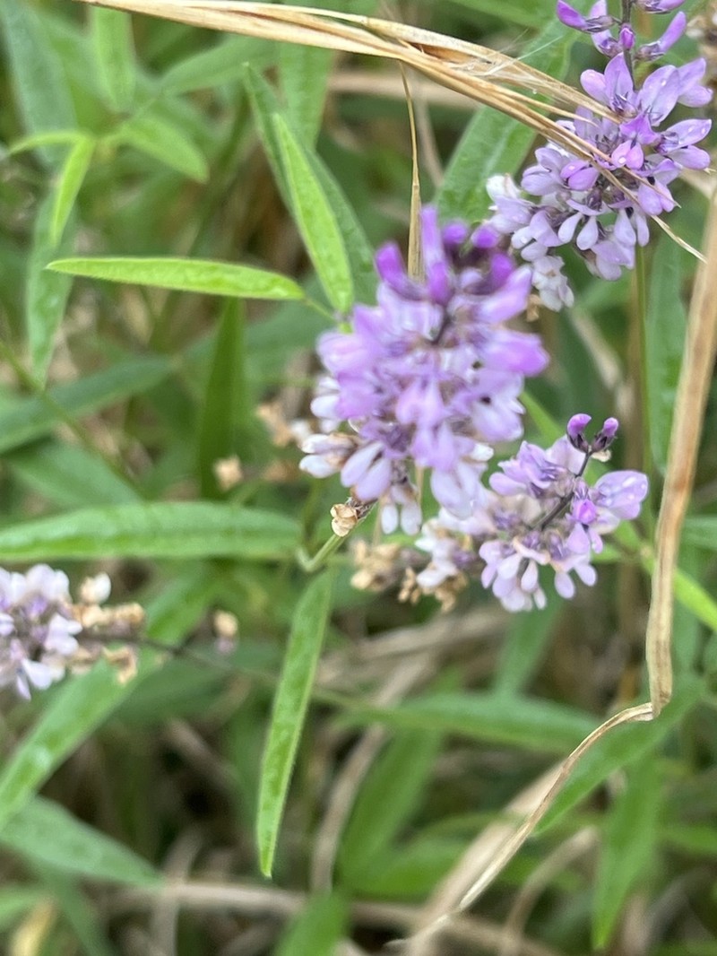 Sampson's Snakeroot photo 5