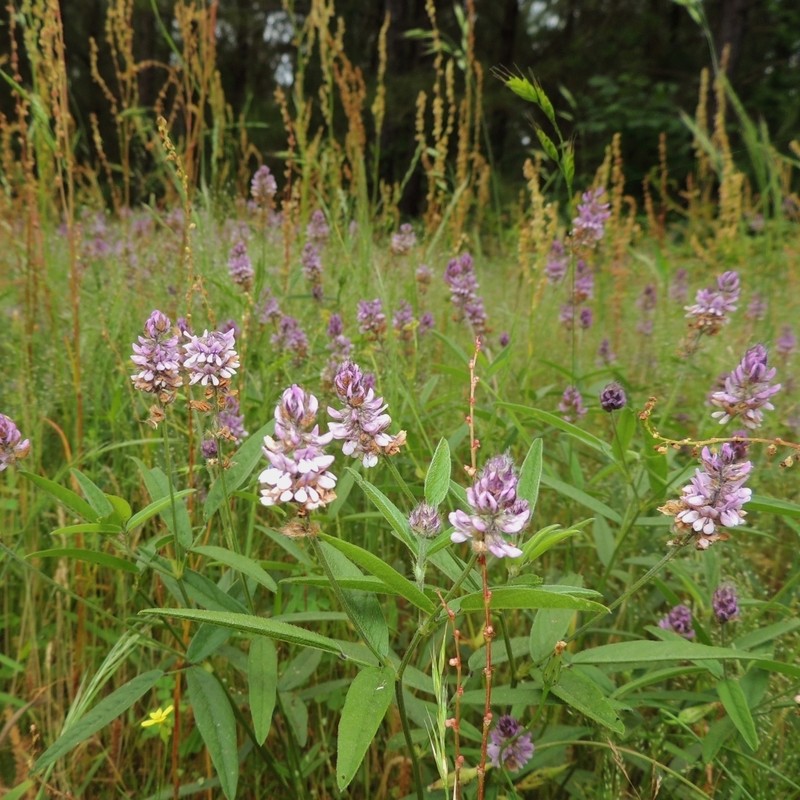 Sampson's Snakeroot photo 6