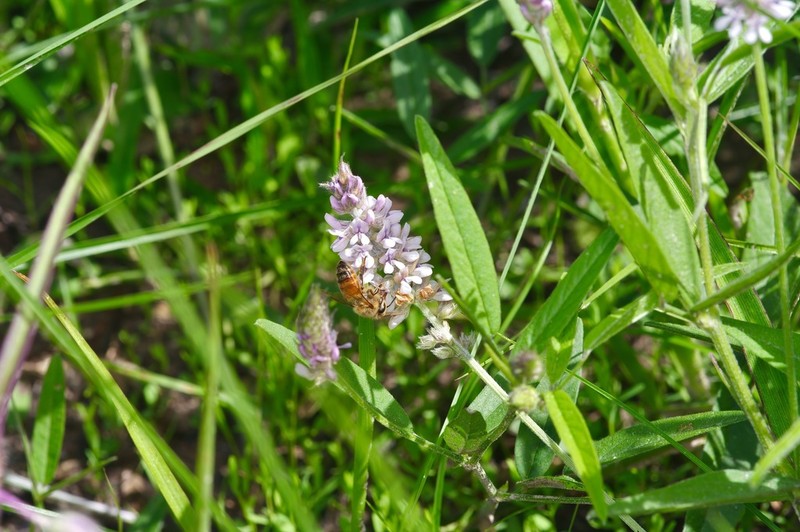 Sampson's Snakeroot photo 7