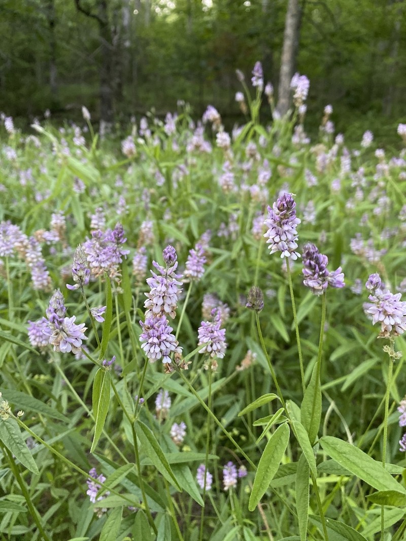 Sampson's Snakeroot photo 8