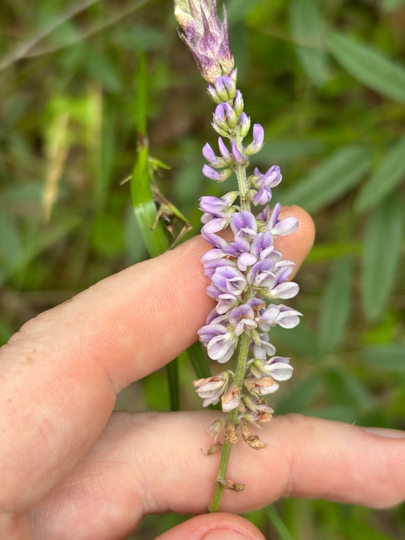 Orbexilum psoralioides