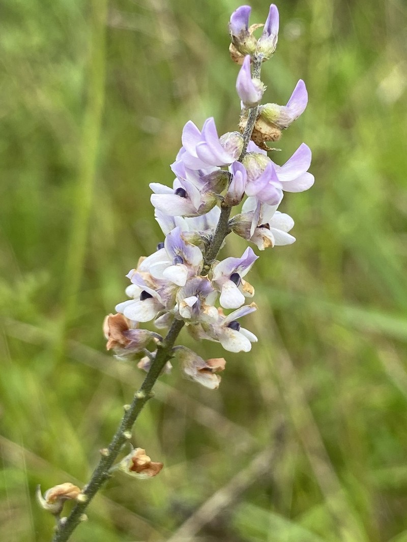 Orbexilum psoralioides photo 4