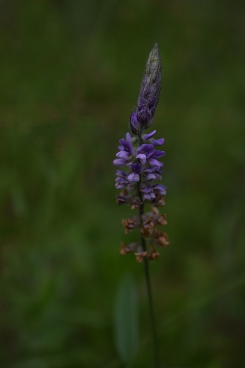 Orbexilum psoralioides photo 5