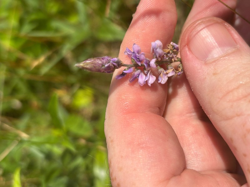 Orbexilum psoralioides photo 6