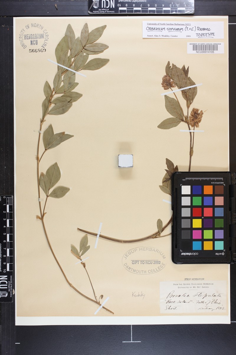 Largestipule Leather-Root photo 3