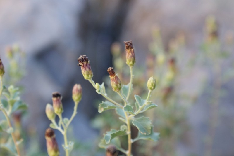 Orbivestus obionifolius