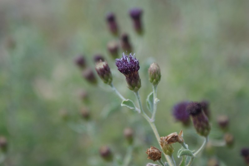 Orbivestus obionifolius photo 2