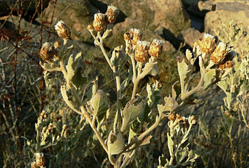 Orbivestus obionifolius photo 3