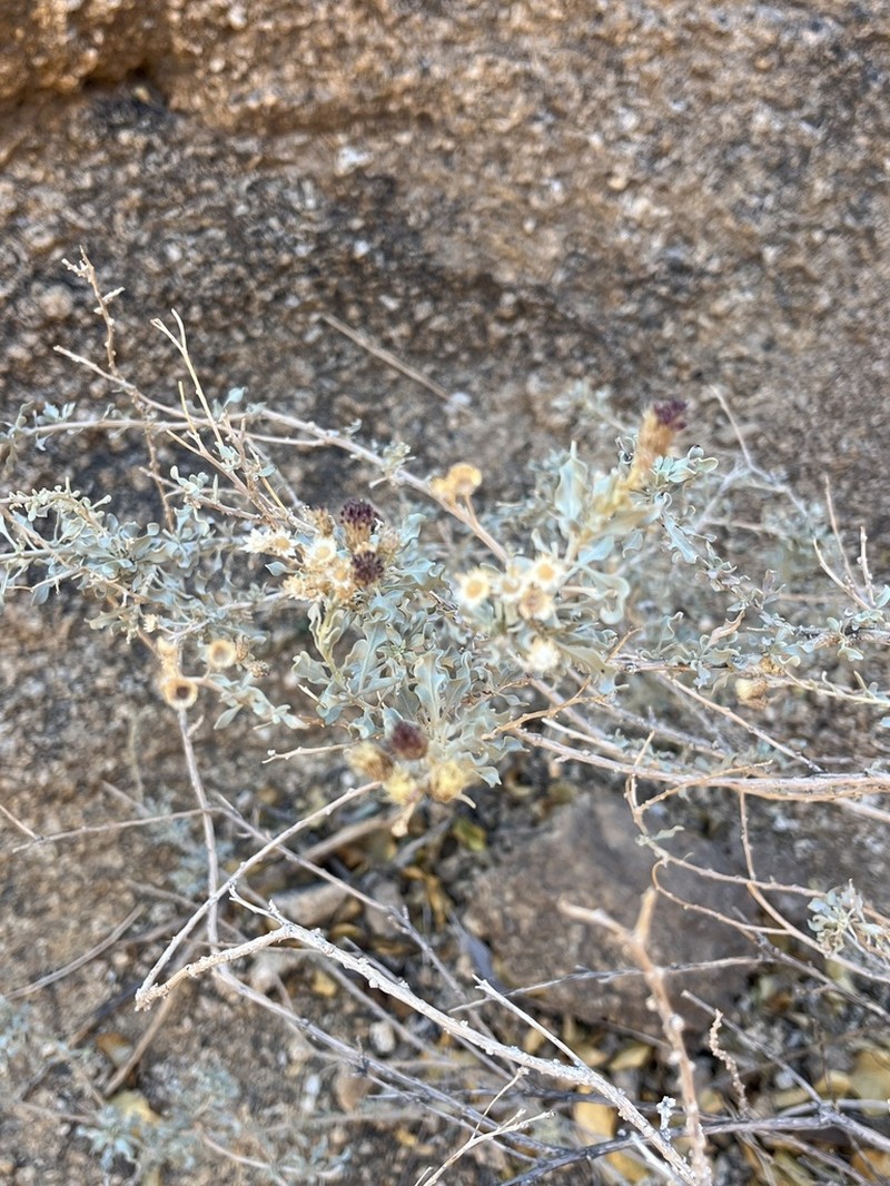 Orbivestus obionifolius photo 4