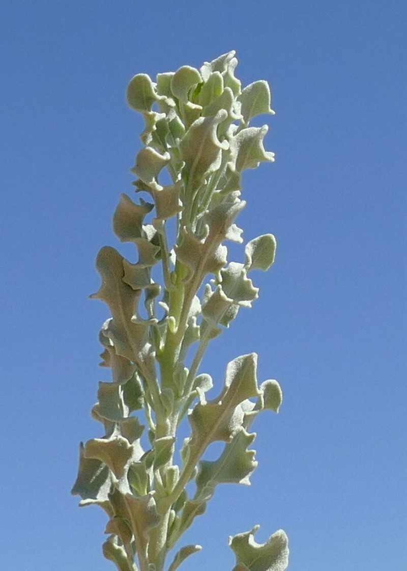 Orbivestus obionifolius photo 5