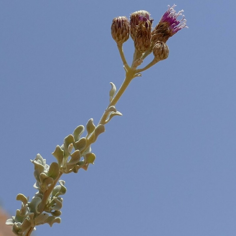 Orbivestus obionifolius photo 6