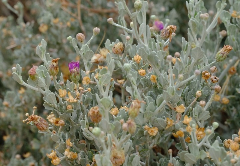 Orbivestus obionifolius photo 7