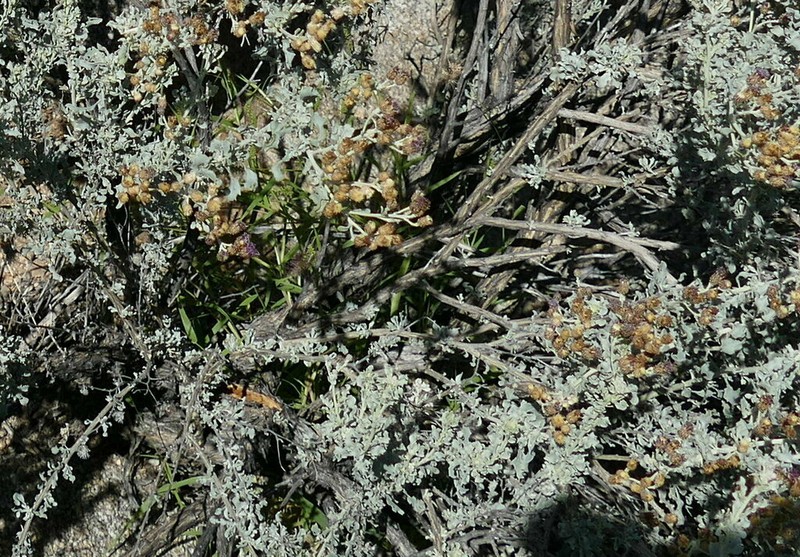 Orbivestus obionifolius photo 8