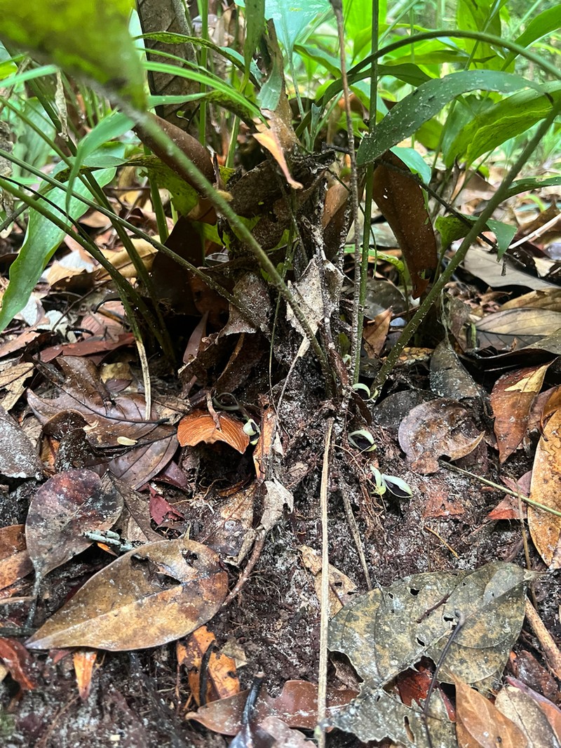 Orchidantha micrantha