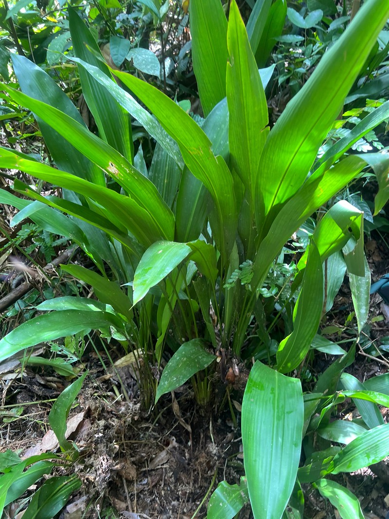 Orchidantha ranchanensis