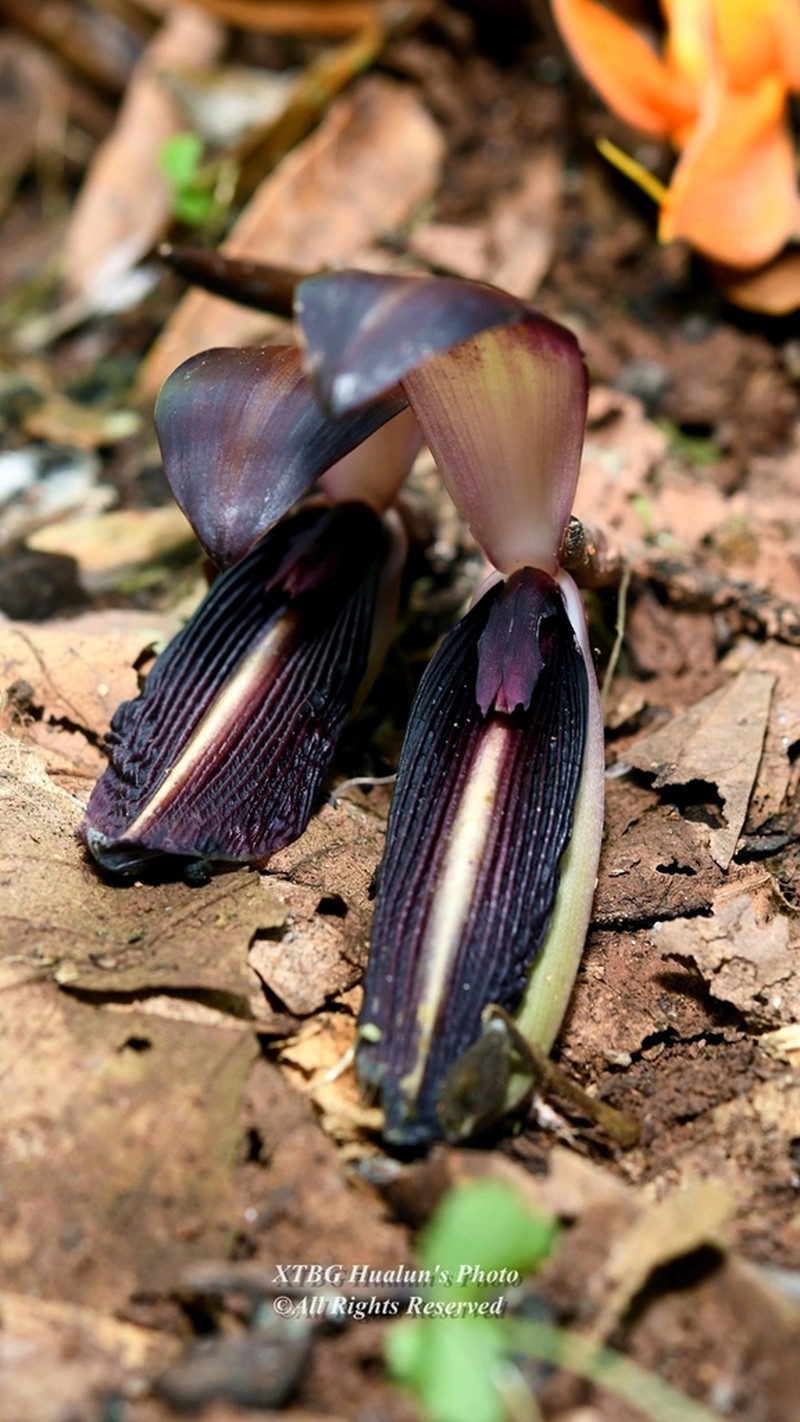 Orchidantha yunnanensis
