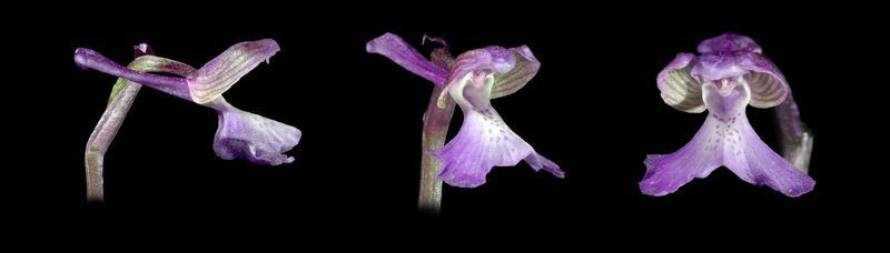Green-Winged Orchid photo 3
