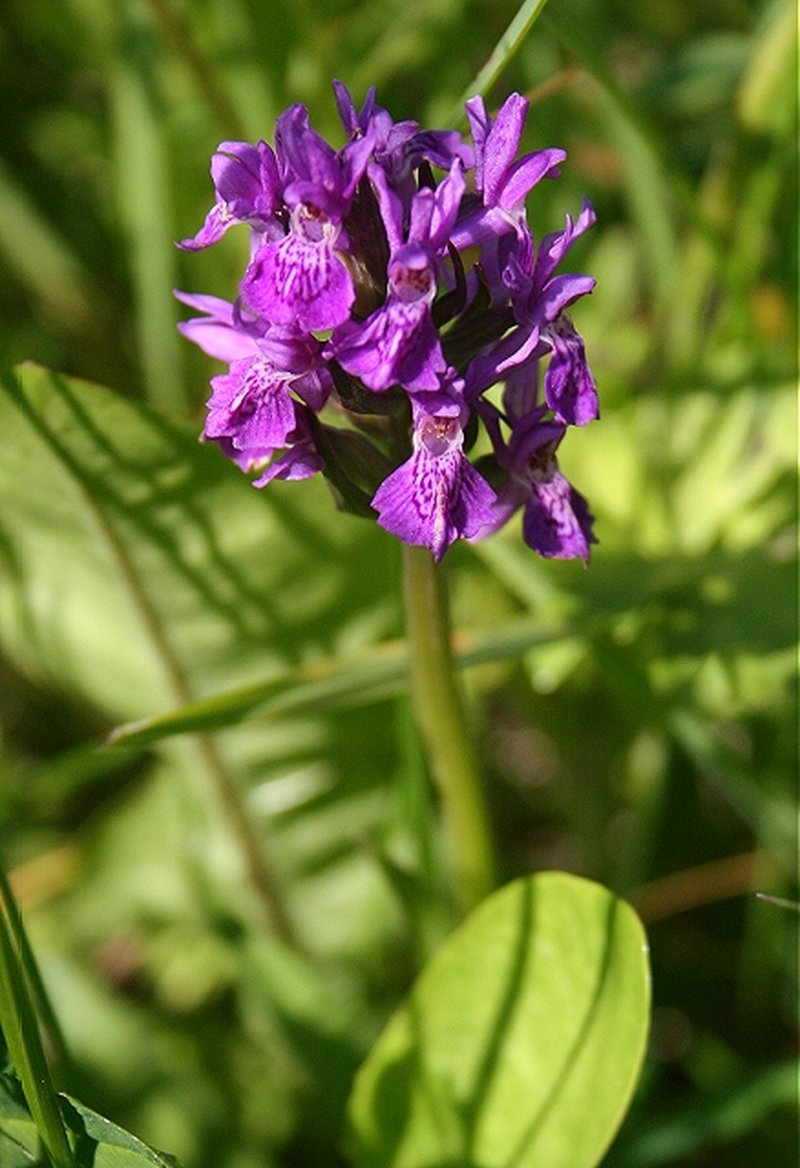 Orchis purpurella