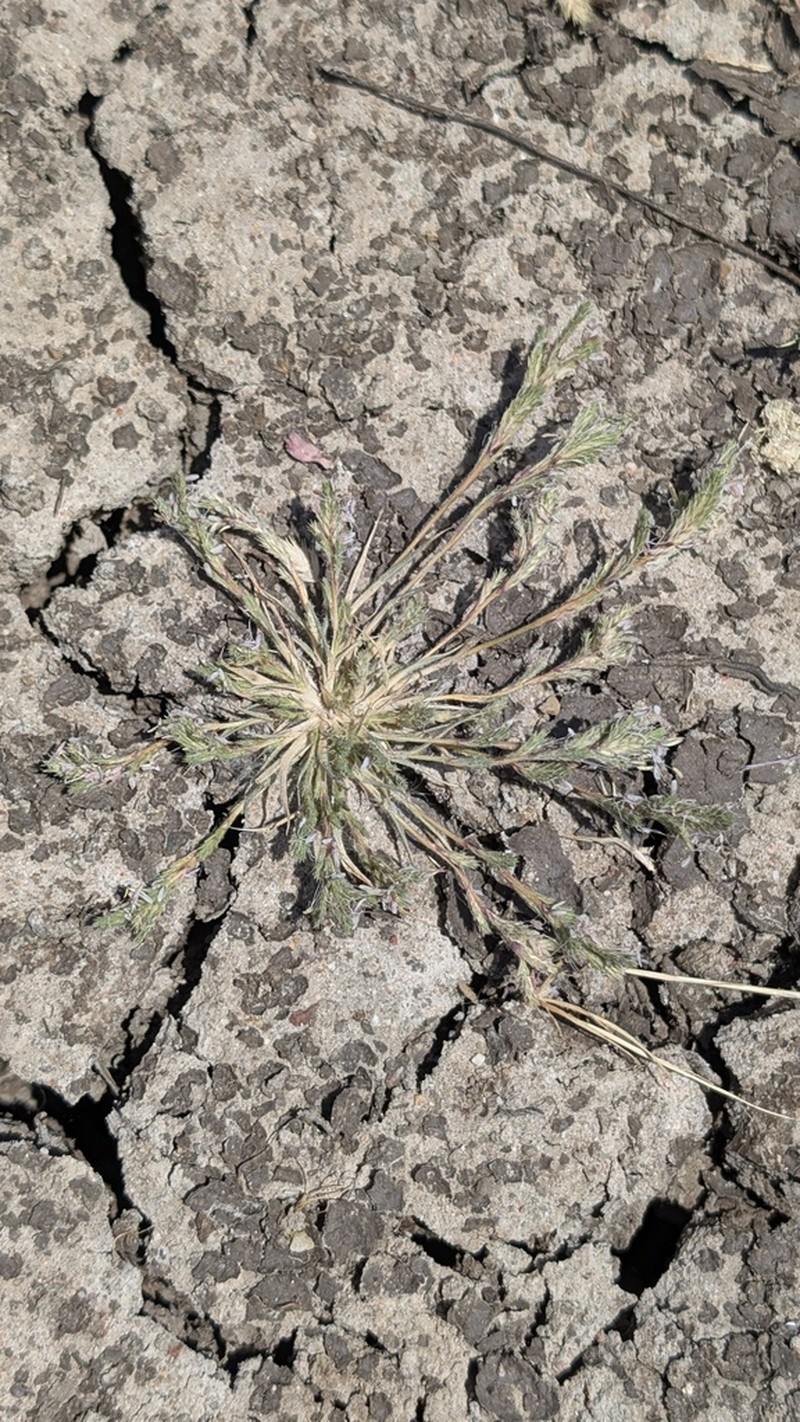 California Orcutt Grass photo 2