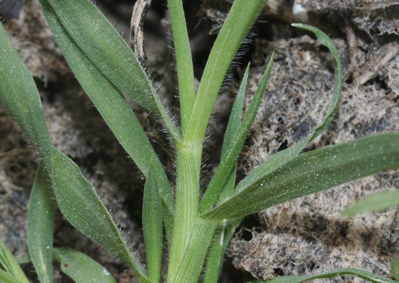 California Orcutt Grass photo 3