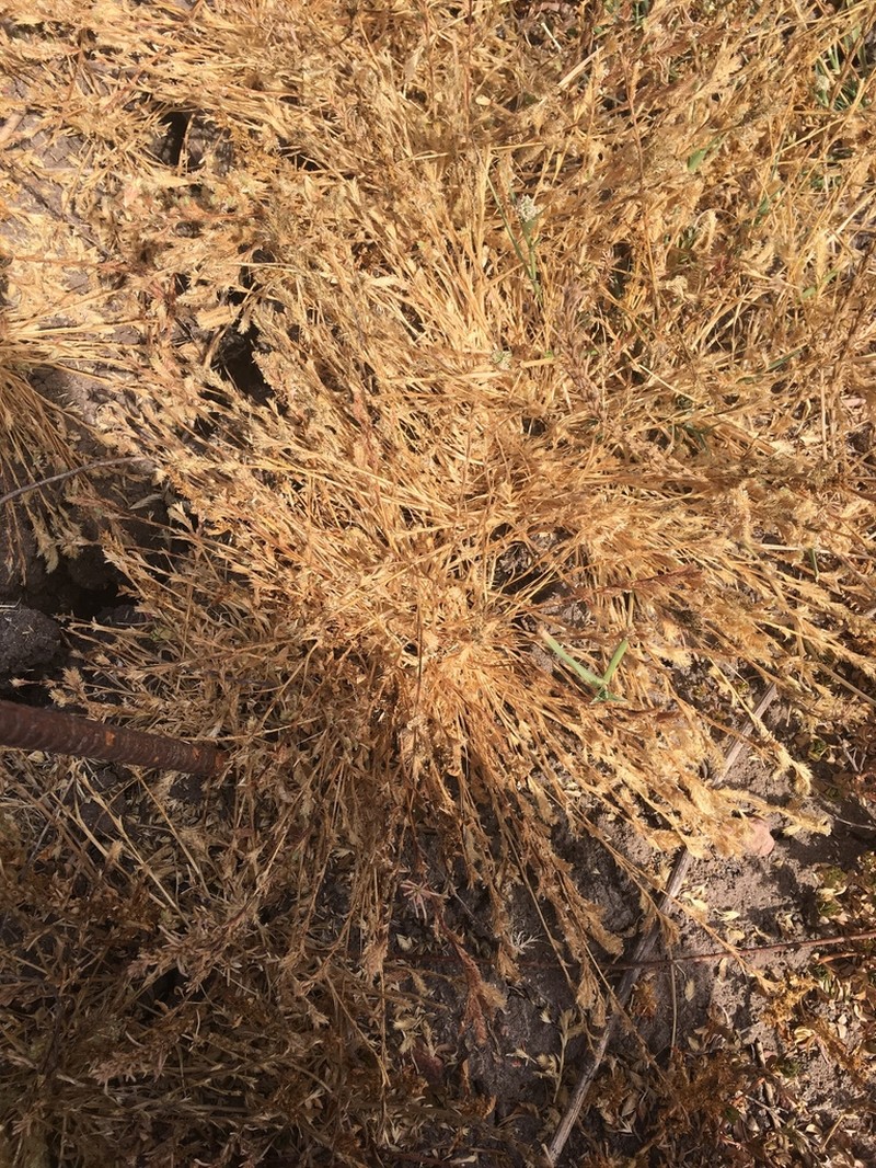 California Orcutt Grass photo 5