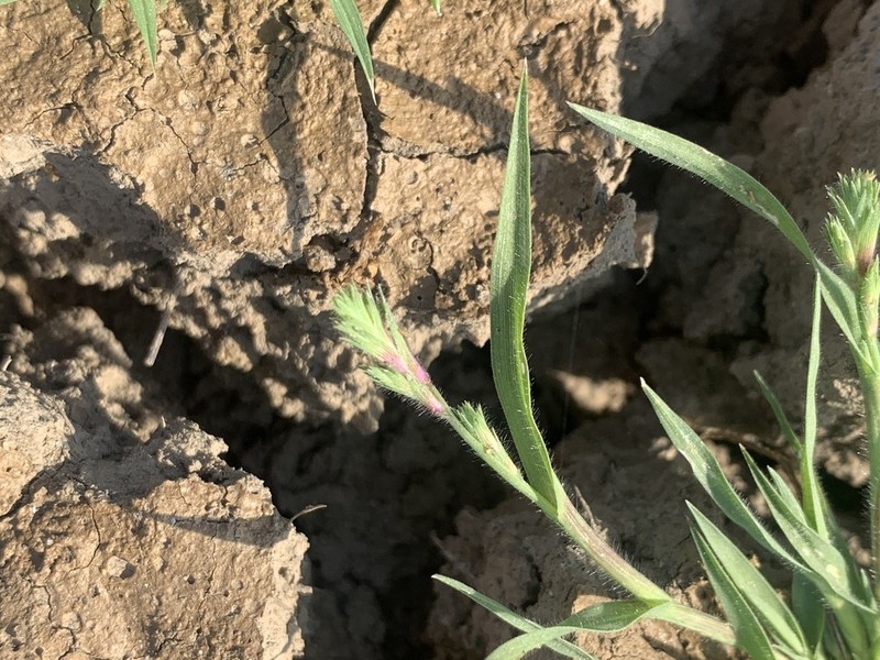 California Orcutt Grass photo 6