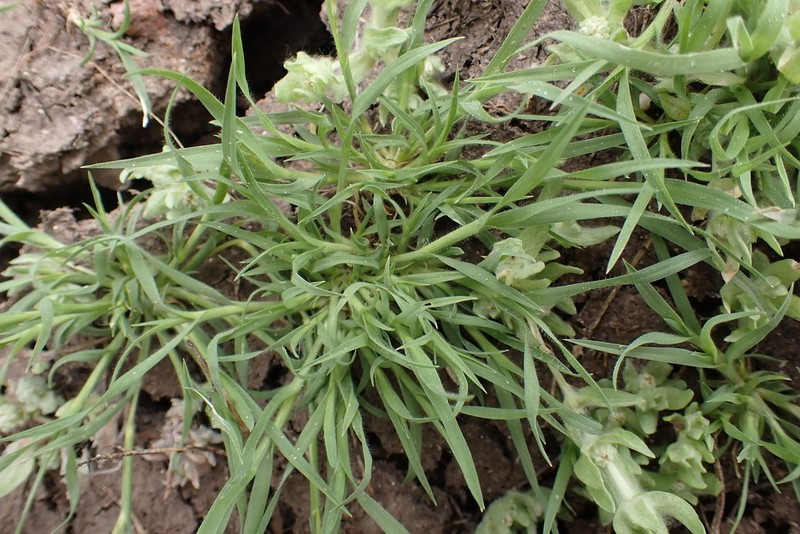 California Orcutt Grass photo 7