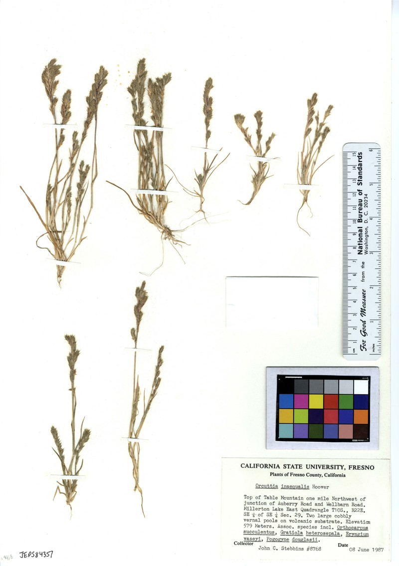 San Joaquin Valley Orcutt Grass