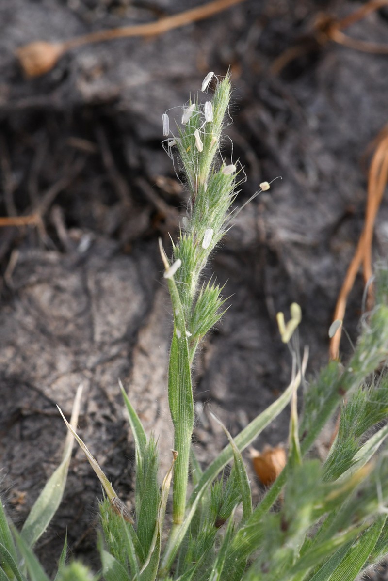 San Joaquin Valley Orcutt Grass photo 4